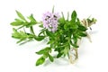 Thyme Royalty Free Stock Photo
