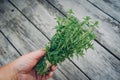 Thyme bunch in hand. Bundle of fresh thymes on a wooden background Royalty Free Stock Photo