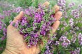 Thyme. collecting herbs. man collects plant thymus. alternative herbal medicine
