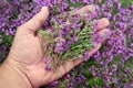 Thyme. collecting herbs. man collects plant thymus. alternative herbal medicine