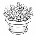 Thyme Coloring Page For Kids: Potted Haworthia Fasciata Plant