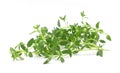 Thyme common fresh leaves