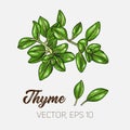 Thyme, culinary herb, spices isolated on white background, card template, for book, cover, package, label, banner. Royalty Free Stock Photo