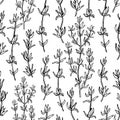 Thyme drawing seamless pattern. Isolated thyme plan