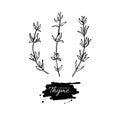 Thyme drawing set. Isolated thyme plant and leaves.