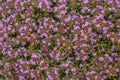 Thyme field. Many little pink purple flowers of thymus herb