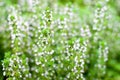 Thyme flowers Royalty Free Stock Photo