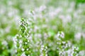Thyme flowers Royalty Free Stock Photo