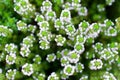 Thyme flowers Royalty Free Stock Photo