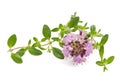 Thyme flowers Royalty Free Stock Photo