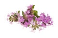 Thyme flowers Royalty Free Stock Photo