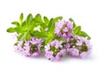 Thyme flowers on white background Royalty Free Stock Photo