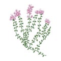 Thyme flowers or inflorescences isolated on white background. Detailed drawing of wild perennial herbaceous plant used