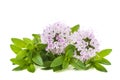 Thyme flowers Royalty Free Stock Photo