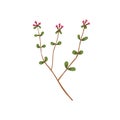 Thyme flowers. Thymus vulgaris, blooming herbal plant. Modern botanical drawing of fragrant herb. Medicinal wildflower