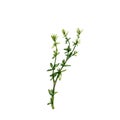 Thyme fresh green branches and leaves. Vector color vintage hatching illustration isolated