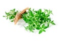 Thyme fresh herb closeup isolated on white Royalty Free Stock Photo