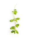 Thyme fresh herb isolated