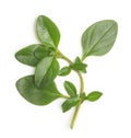 Thyme fresh herb isolated