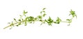 Thyme fresh herb isolated on a white background Royalty Free Stock Photo