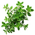 Thyme fresh herb leaves isolated on white trnsparent