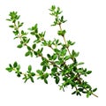 Thyme fresh herb leaves isolated on white trnsparent