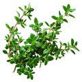 Thyme fresh herb leaves isolated on white trnsparent