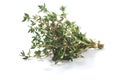 Thyme fresh herbs Thymus vulgaris shrub