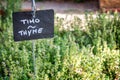 Thyme growing in a garden, labelled in english and italian