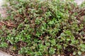 Thyme growing Royalty Free Stock Photo