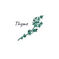 Thyme hand drawn doodle culinary herb. Vector illustration isolated on white background.