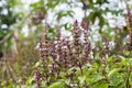 Thyme - healing herb and condiment growing in nature