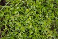 Thyme healthy organic herb plant in garden