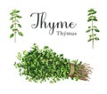 Thyme herb bunch with a rope, stems with leaves elements. Watercolor illustration. Hand drawn organic green fresh