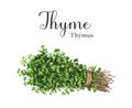 Thyme herb bunch with a rope. Watercolor illustration. Hand drawn organic green fresh medicine plant. Thyme aromatic