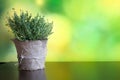 Thyme herb in a flower pot on a green blurred background, bokeh.