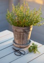 Thyme herb in flowerpot on balcony, urban container garden concept