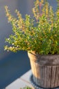 thyme herb in flowerpot on balcony, urban container garden concept