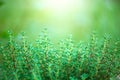 Thyme herb growing in a garden. Organic herbs. Thyme plant close-up. Aromatic herbs. Seasoning, cooking