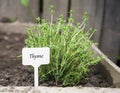 Thyme herb with label in the garden