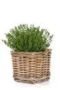 Thyme Herb Plant