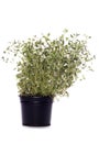 Thyme herb plant pot Royalty Free Stock Photo