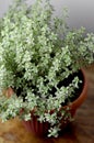 Thyme herb