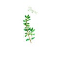 Thyme herb spice isolated on white background
