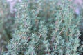 Thyme, herb spice, natural background wallpaper. Fresh thyme grows in a farm garden beautiful thin stems Royalty Free Stock Photo