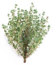 Thyme herb.