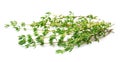 Thyme herbs close up Royalty Free Stock Photo