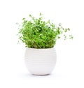 Thyme herbs in pot isolated on white background Royalty Free Stock Photo