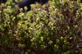 thyme Herbs in Urban spring garden Royalty Free Stock Photo