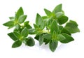 Thyme herbs Royalty Free Stock Photo